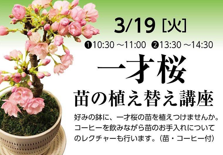 一才桜 苗の植え替え講座 イベント ワークショップ 福岡よかもんひろば
