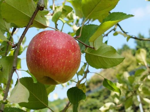 「川崎町から直送！りんご販売のお知らせ」の紹介画像